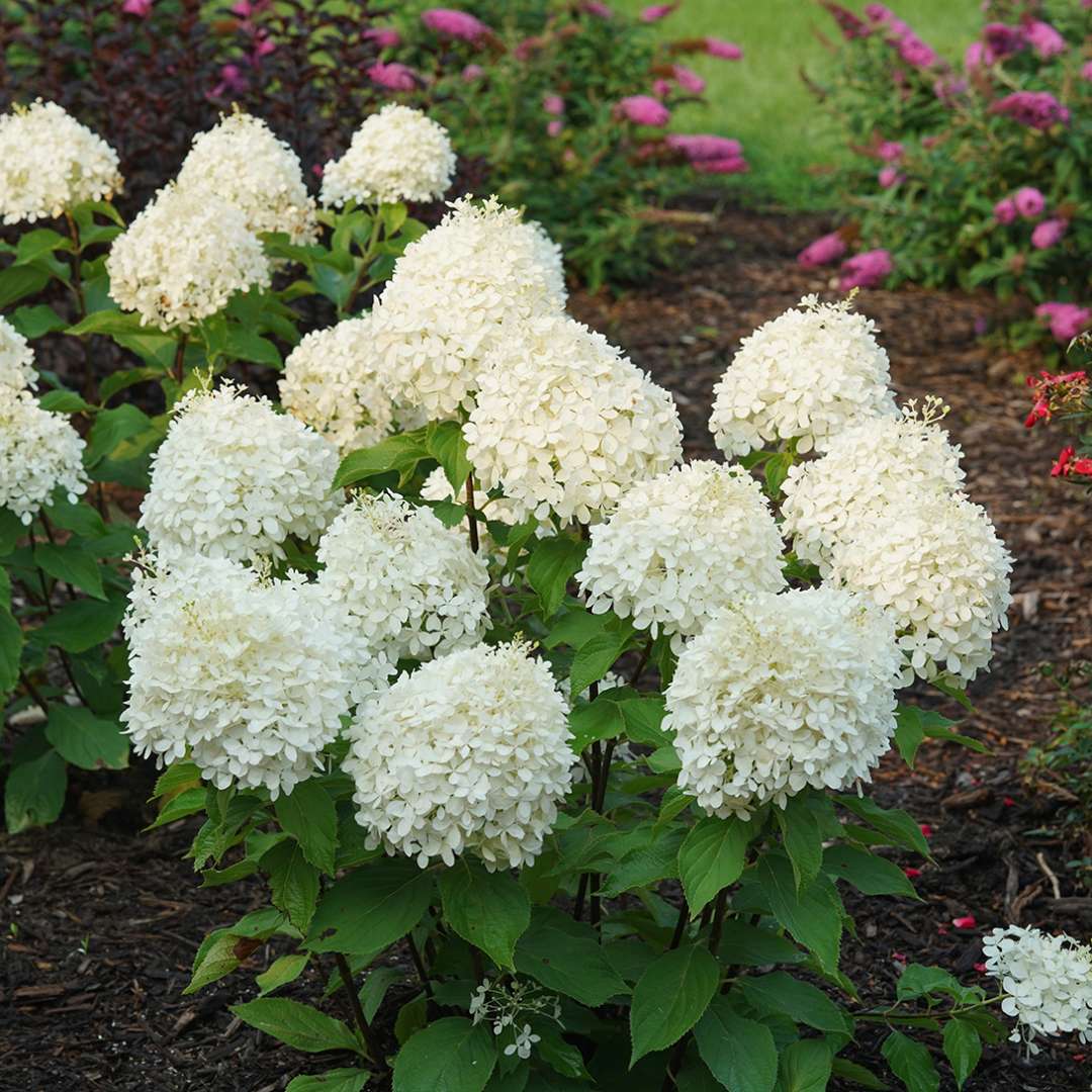 Puffer Fish panicle hydrangea covered in white mophead blooms. 