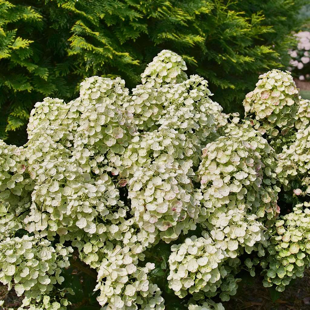 Tiny Quick Fire panicle hydrangea just after peak bloom, with its flowers turning an appealing green. 