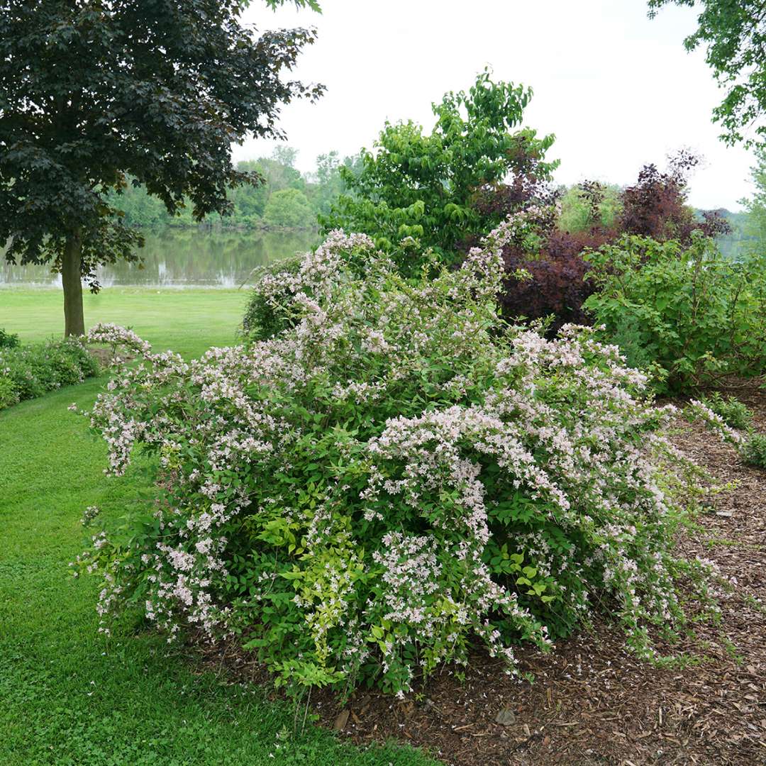 Jolene Jolene beautybush has an elegant arching habit and is covered with pink flowers in spring. 