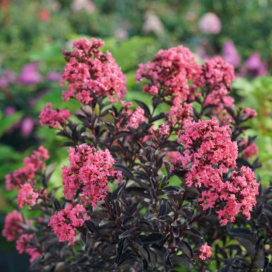 Laferstroemia Center Stage Coral's bright coral flowers contracting against its black foliage