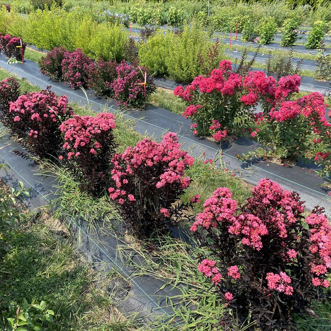 Lagerstroemia Center Stage Coral's small and tidy habit in fields.