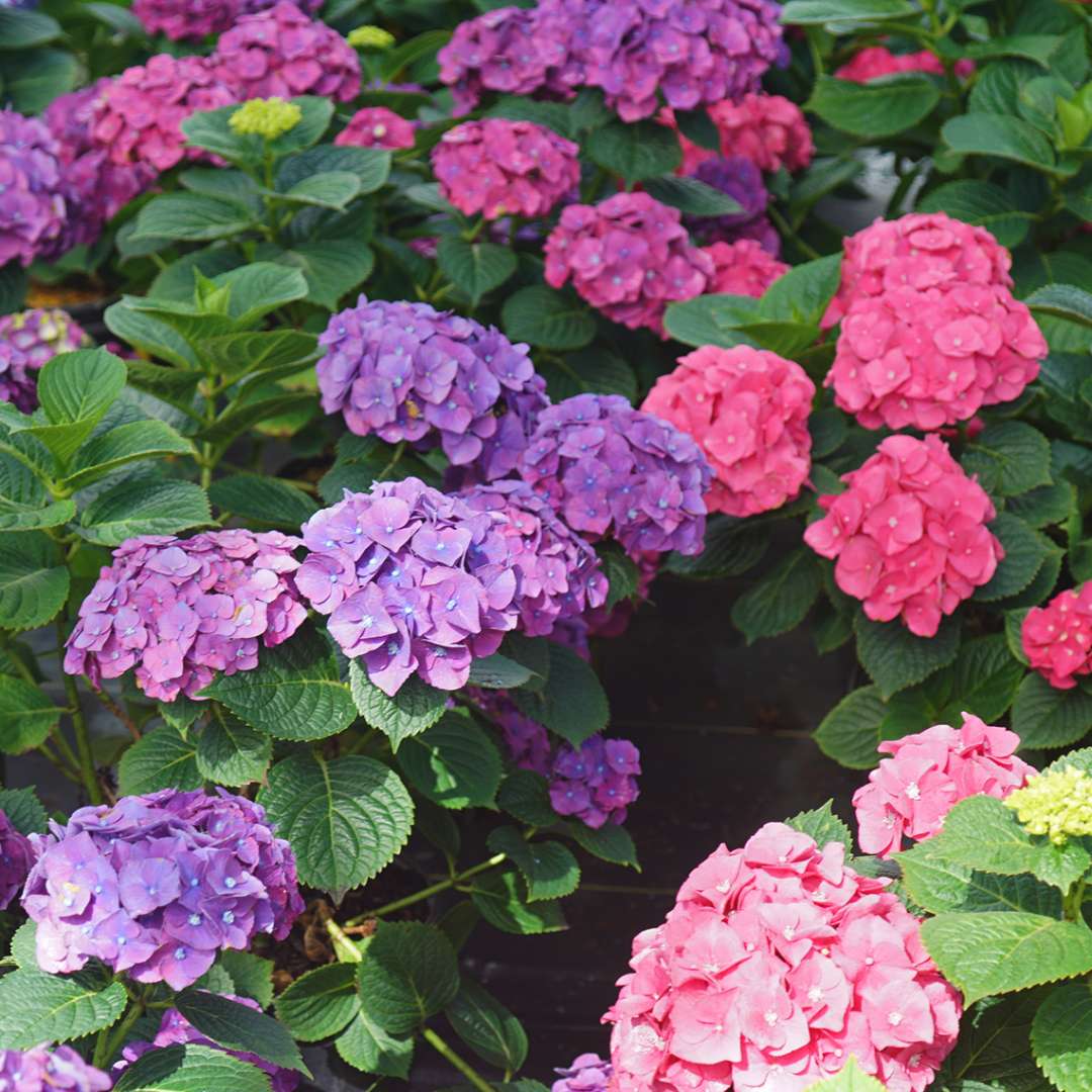 bright pink and deep purple blooms of Let's Dance Big Band hydrangea