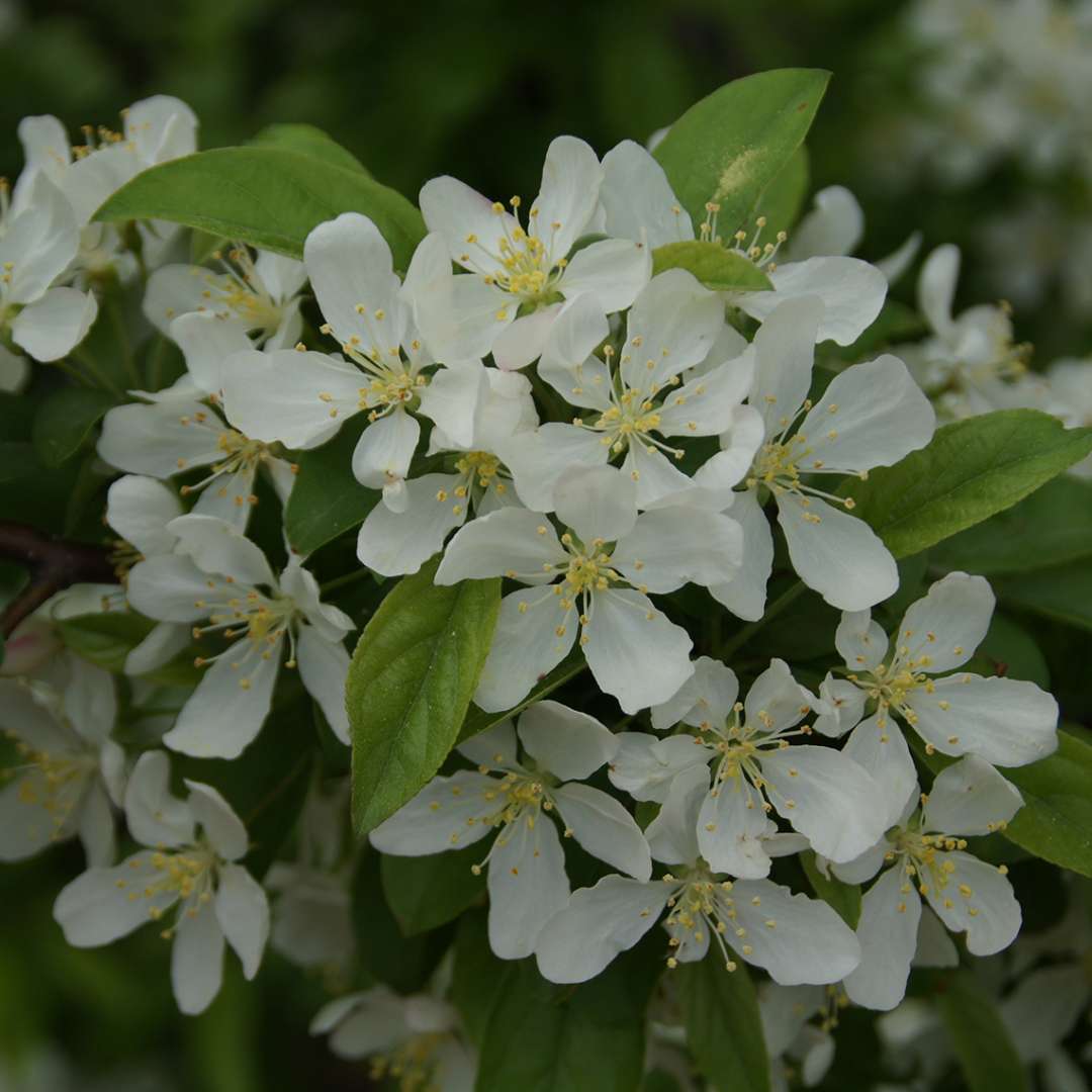 Closeup of the white flowers of Sweet Sugar Tyme crabapple