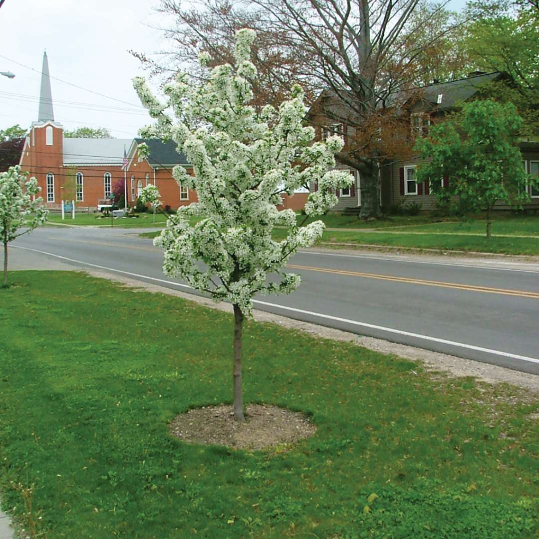 Sweet Sugar Tyme crabapple used as a street tree in a small town.
