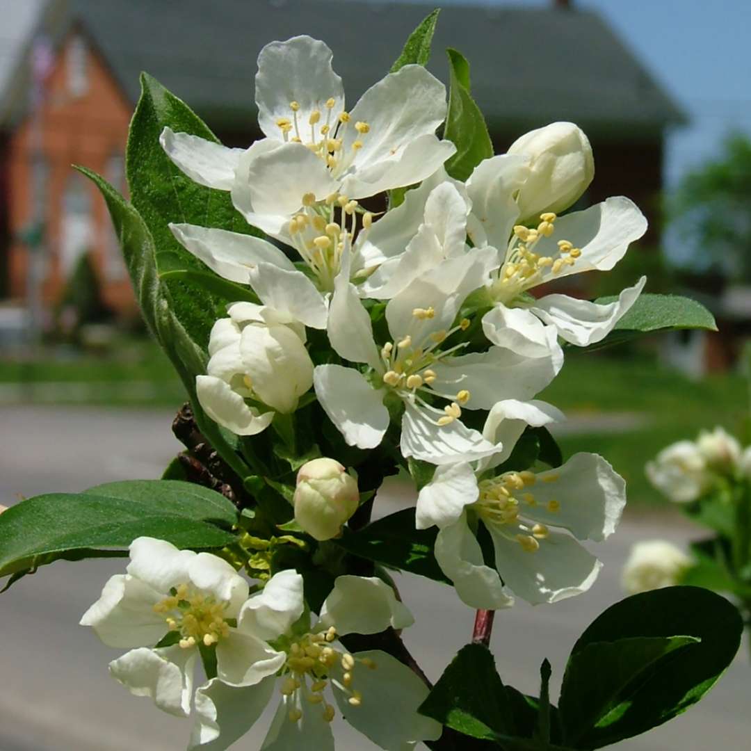The white spring blooms of Sweet Sugar Tyme crabapple
