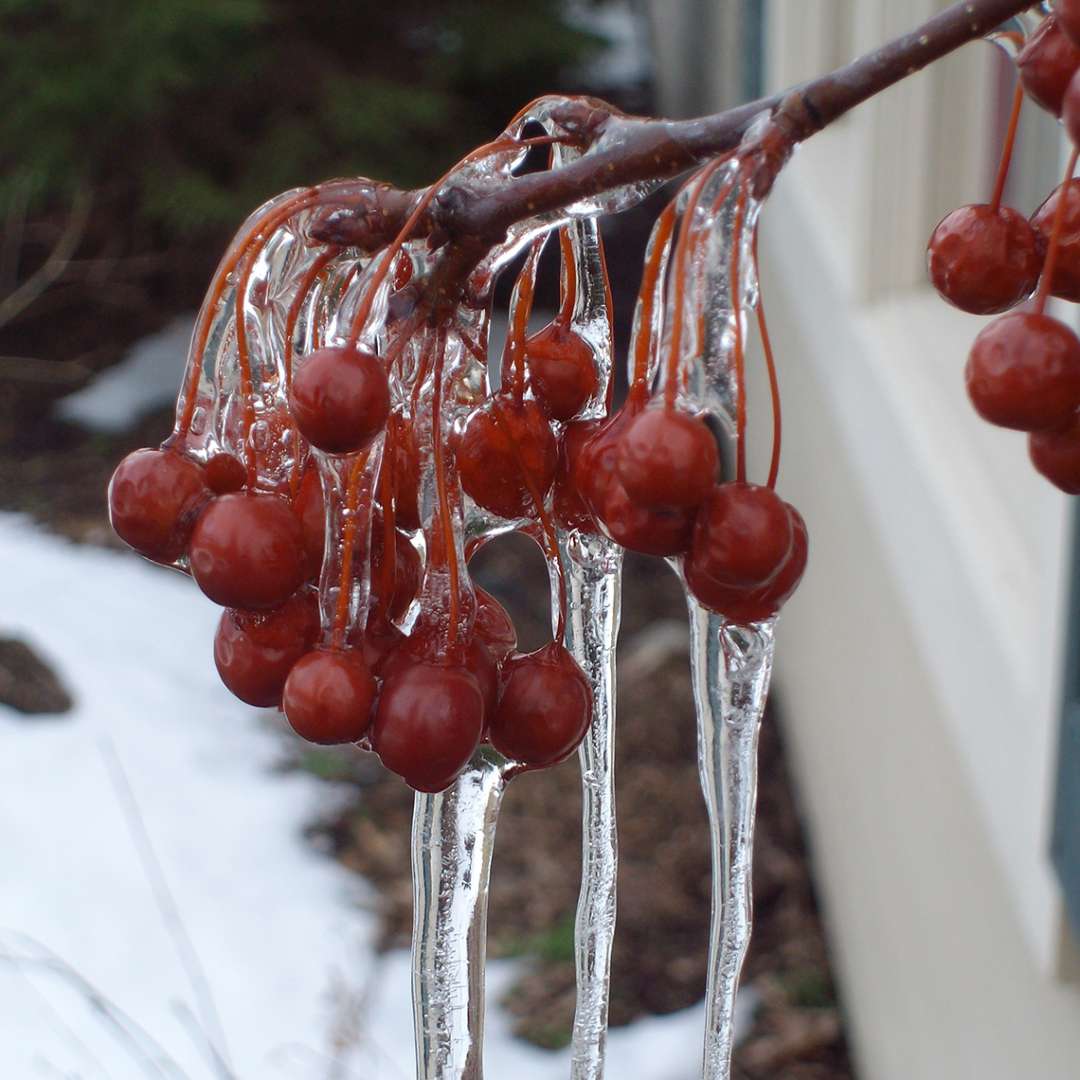 The burgundy winter fruit of Sweet Sugar Tyme crabapple covered in ice