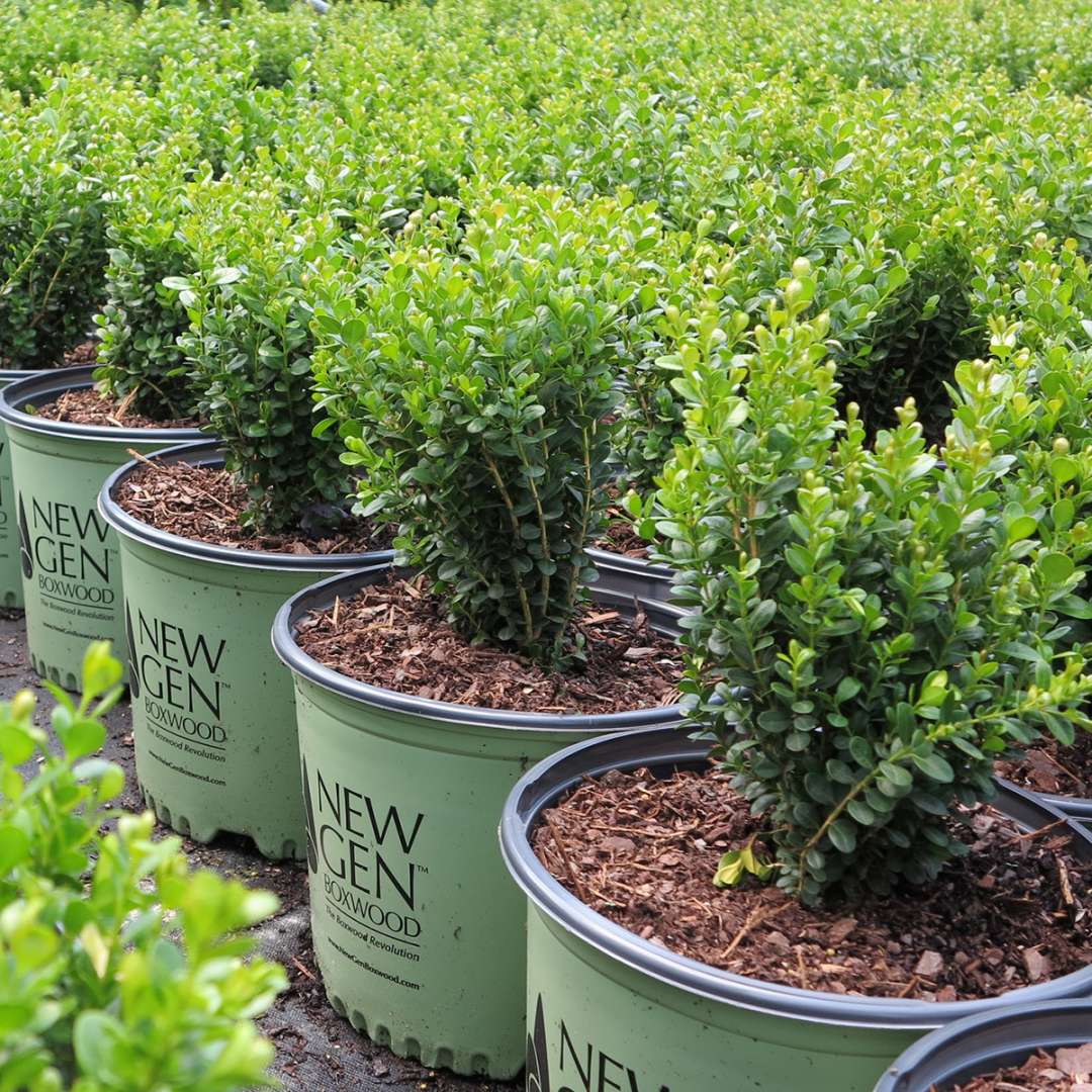NewGen Freedom boxwood plants growing in their branded containers. 