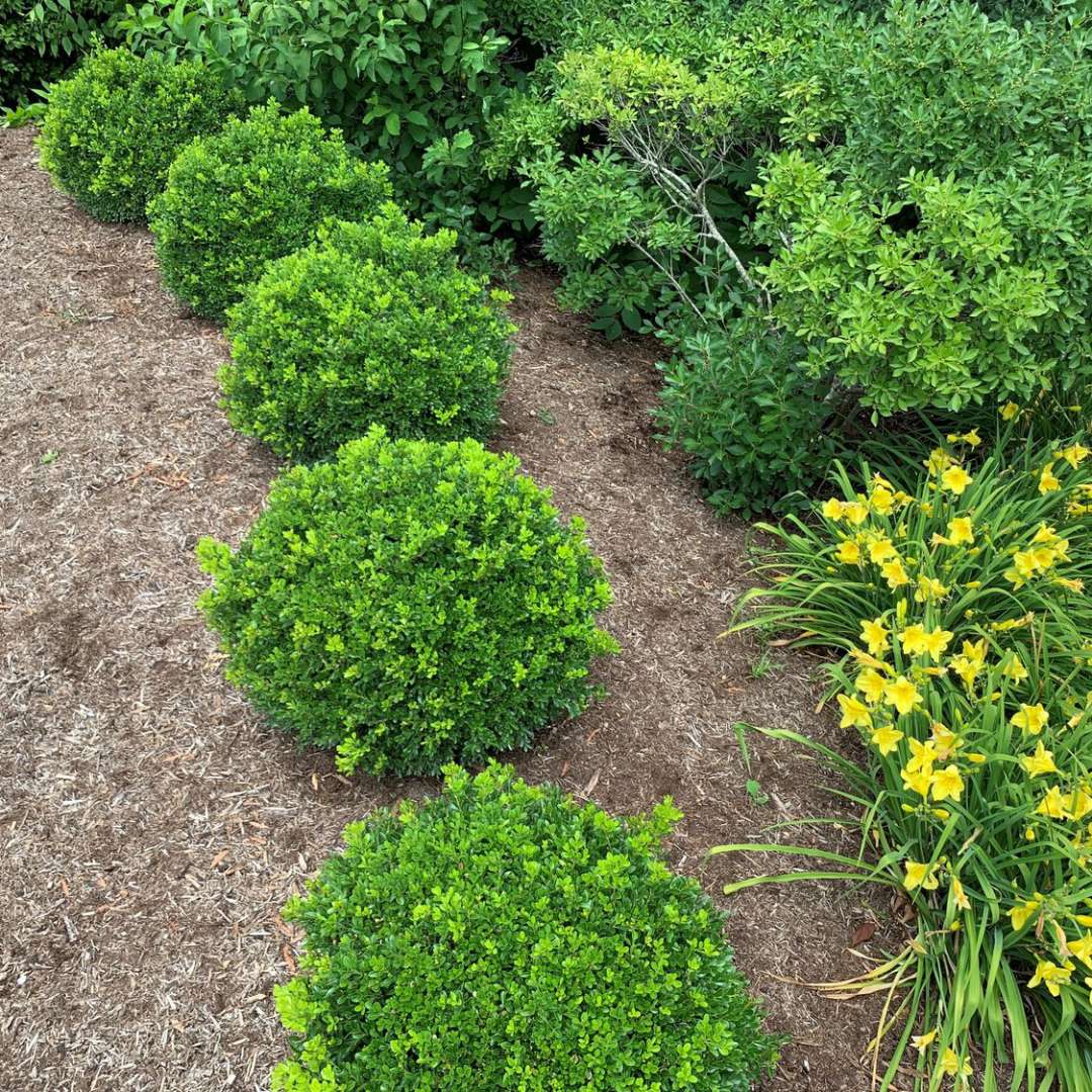 Five NewGen Independence boxwoods growing in a garden near yellow daylilies.