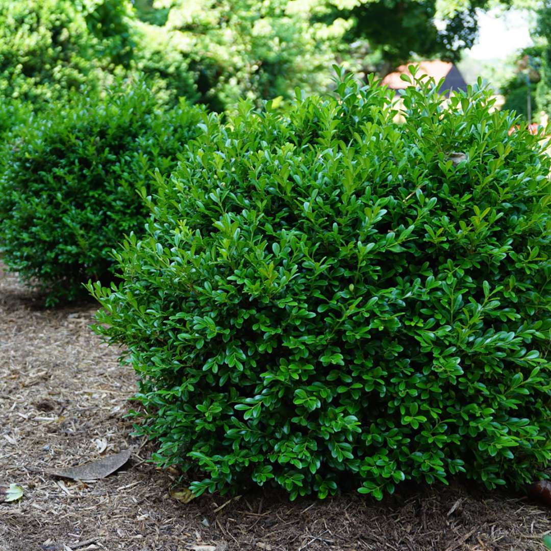 NewGen Independence boxwood is an evergreen with a rounded habit.