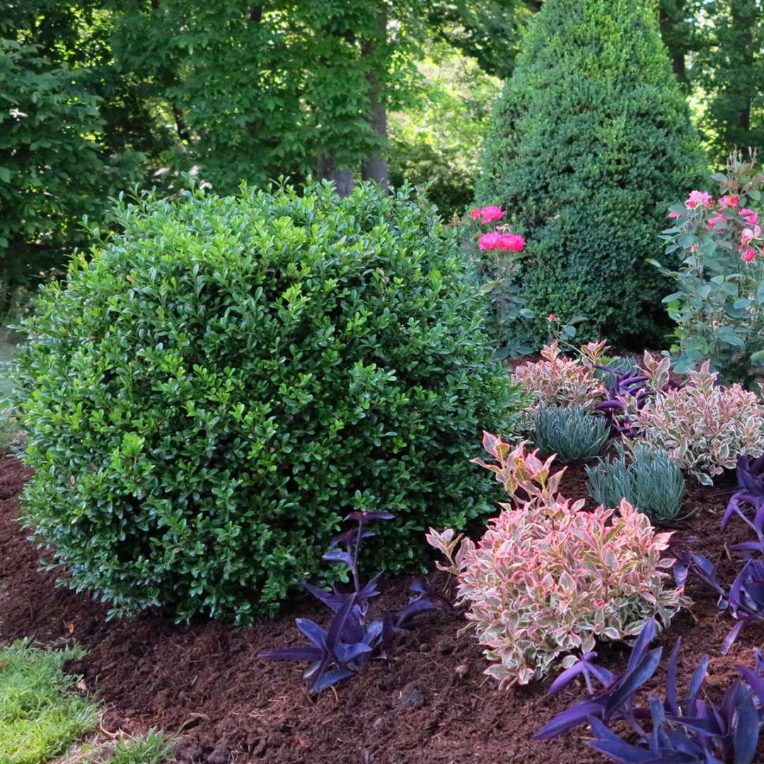 A NewGen Independence boxwood in a bed with My Monet weigela. 