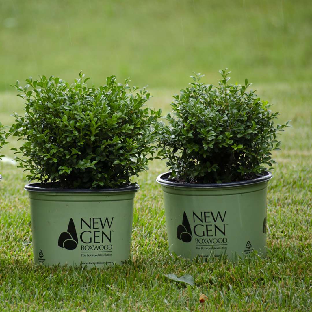 Two NewGen Independence boxwoods growing in their branded containers. 