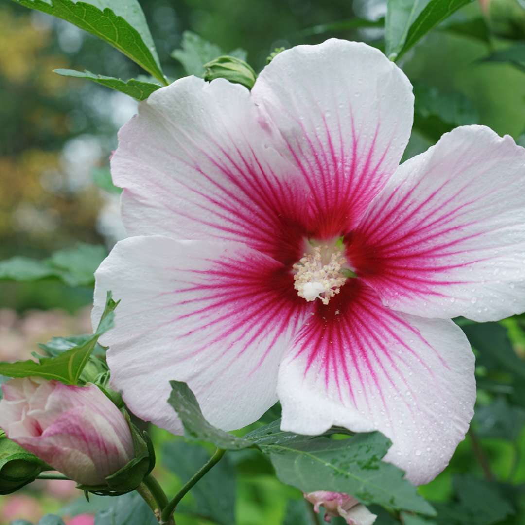 Close-up of a paraplu pink ink rose of sharon bloom