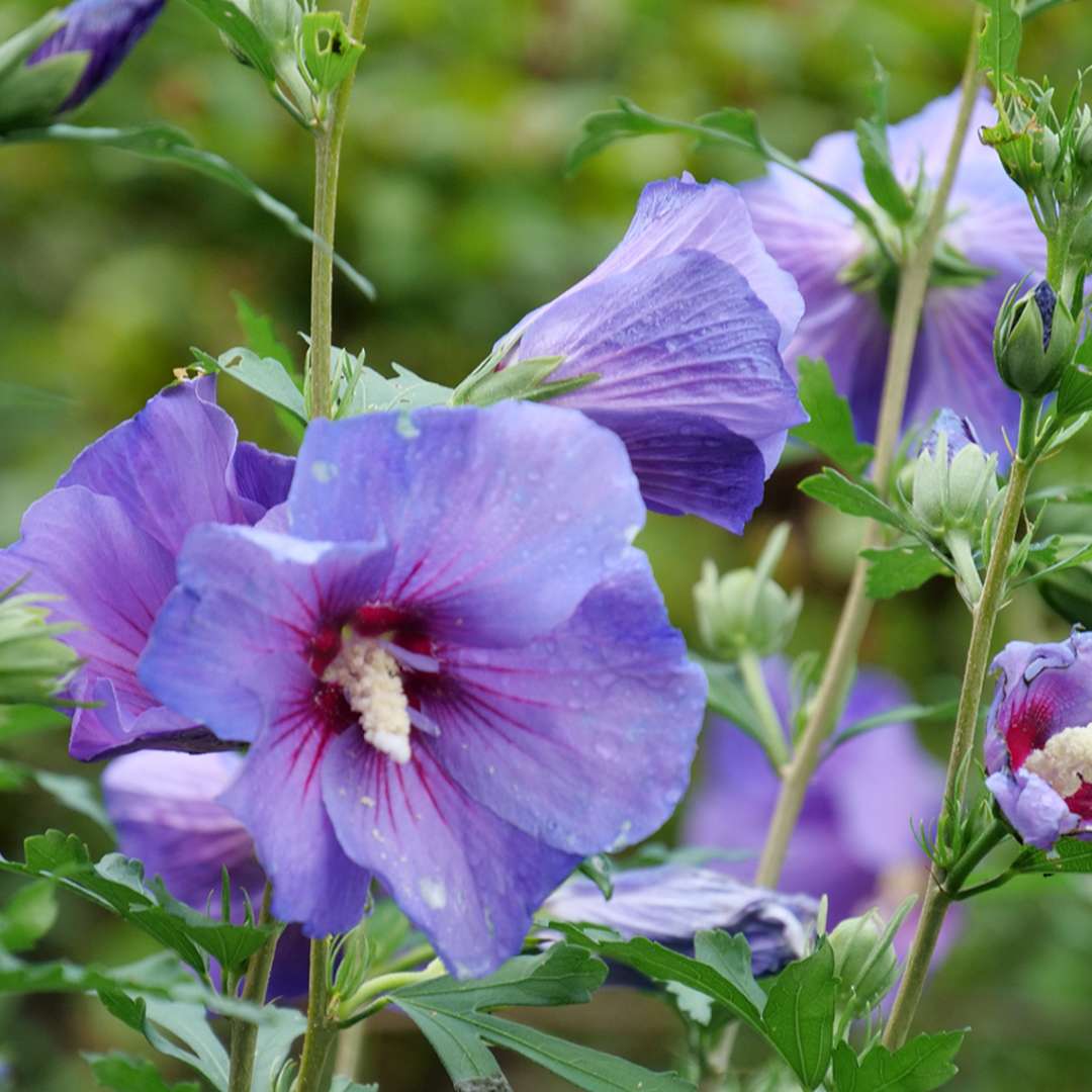 Paraplu Violet rose of sharon's purple blooms