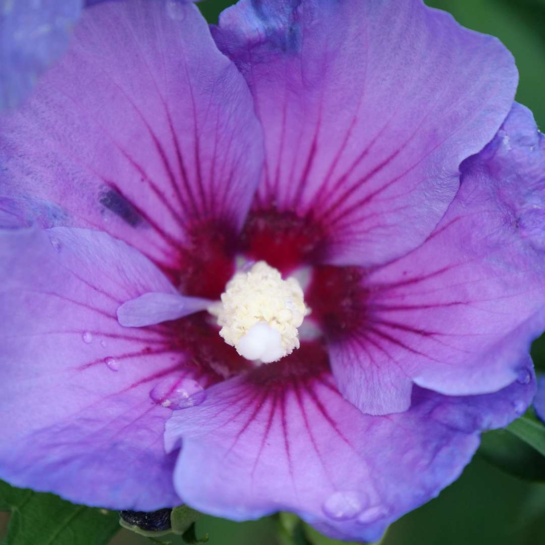 Close up of a Paraplu Violet rose of sharon bloom 