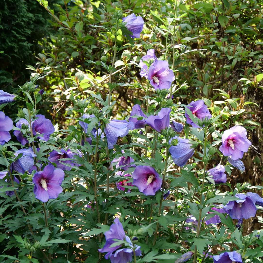 Paraplu violet rose of sharon with purple blooms