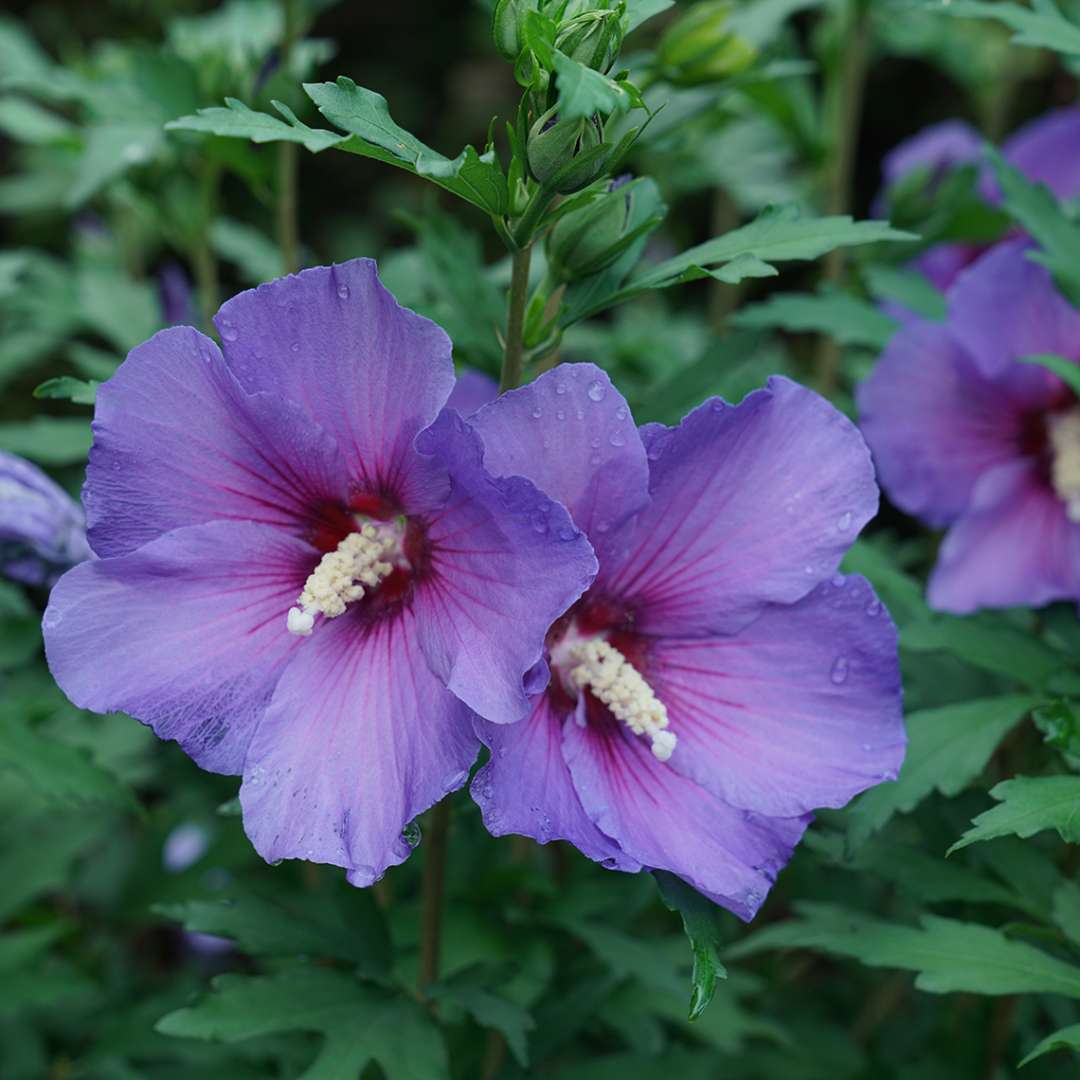 Close up of two paraplu violet rose of sharon blooms
