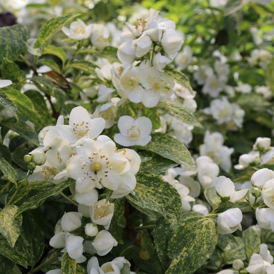 Illuminati Sparks mock orange has variegated foliage and fragrant white flowers in early summer. 