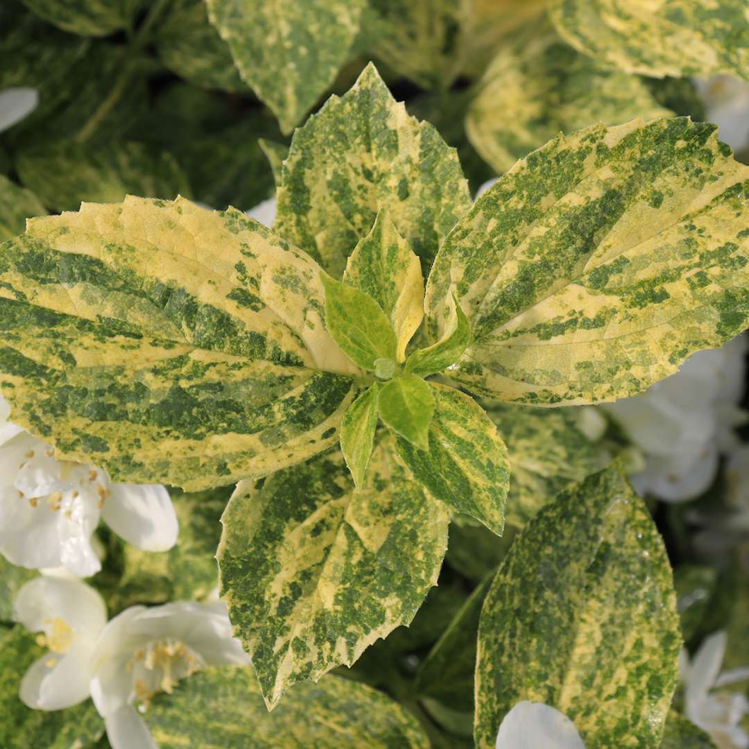 Illuminati Sparks mock orange has unique yellow and green speckled variegation. 