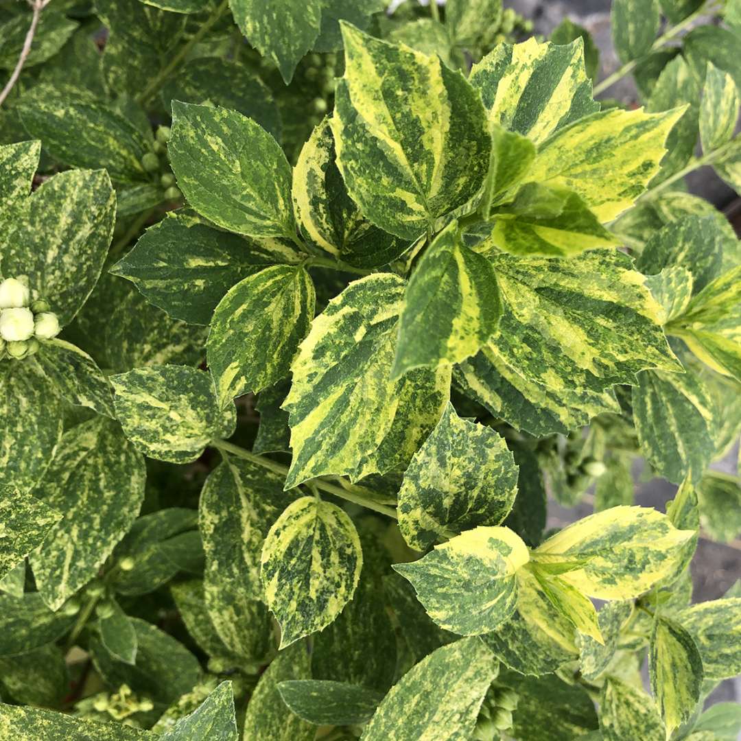 Illuminati Sparks mock orange has intensely variegated foliage made of yellow and green speckles. 