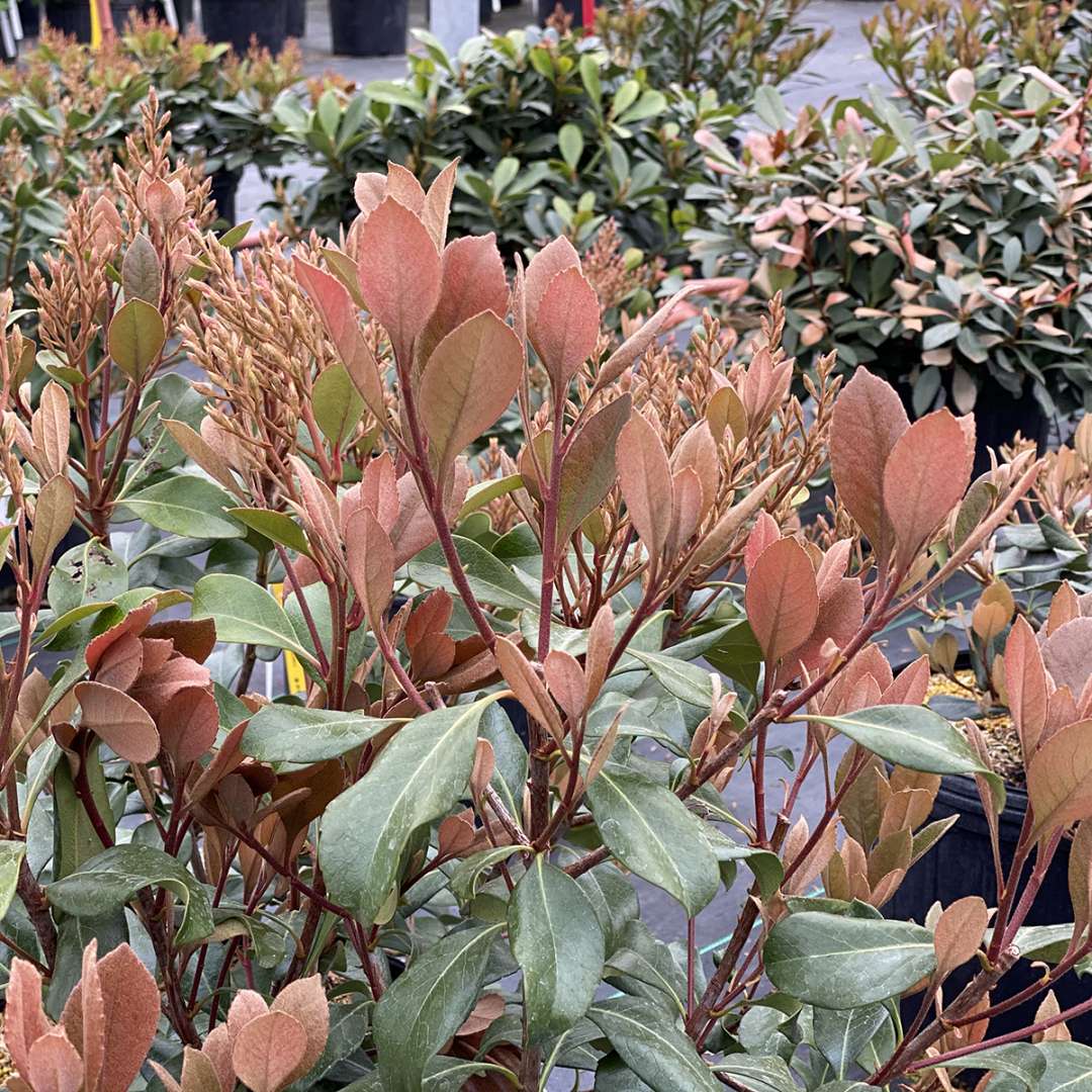 The new growth of La Vida Grande Indian hawthorn takes on attractive peachy tones. 