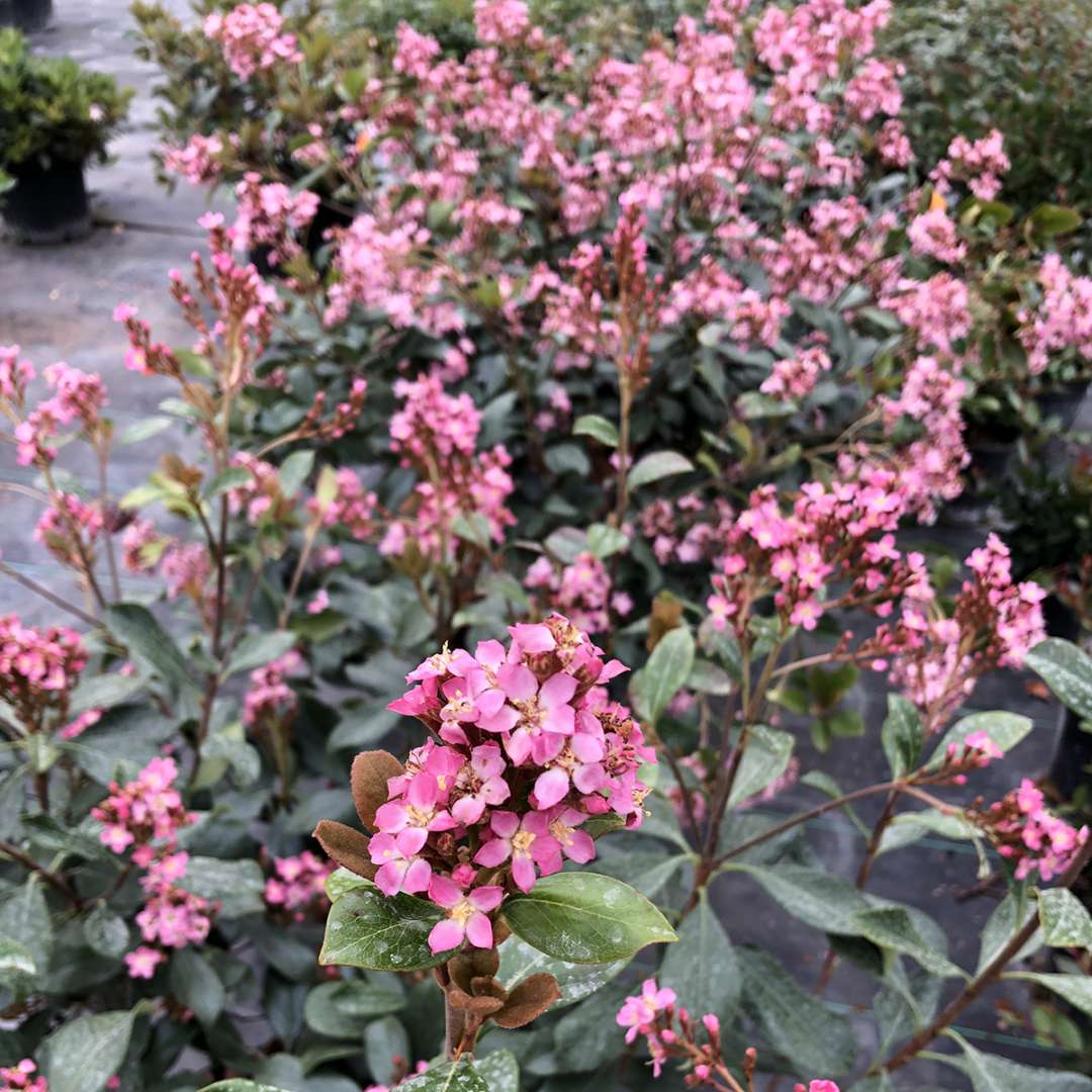 La Vida Grande Indian hawthorn bears pink flowers in early spring on an evergreen plant.