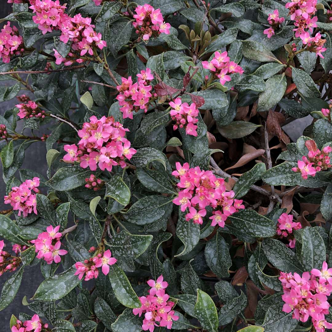The bright pink blooms of La Vida Mas Indian hawthorn contrast with dark green foliage. 