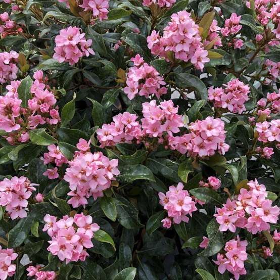 La Vida Mas Indian hawthorn grows beautiful pink flower clusters in spring, summer, and fall. 