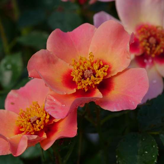 Three coral-pink blooms of Ringo All Star rose from Proven Winners