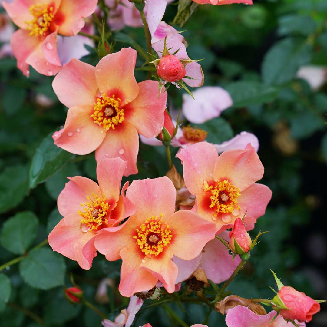 Several flowers of Ringo All Star rose clustered on a stem