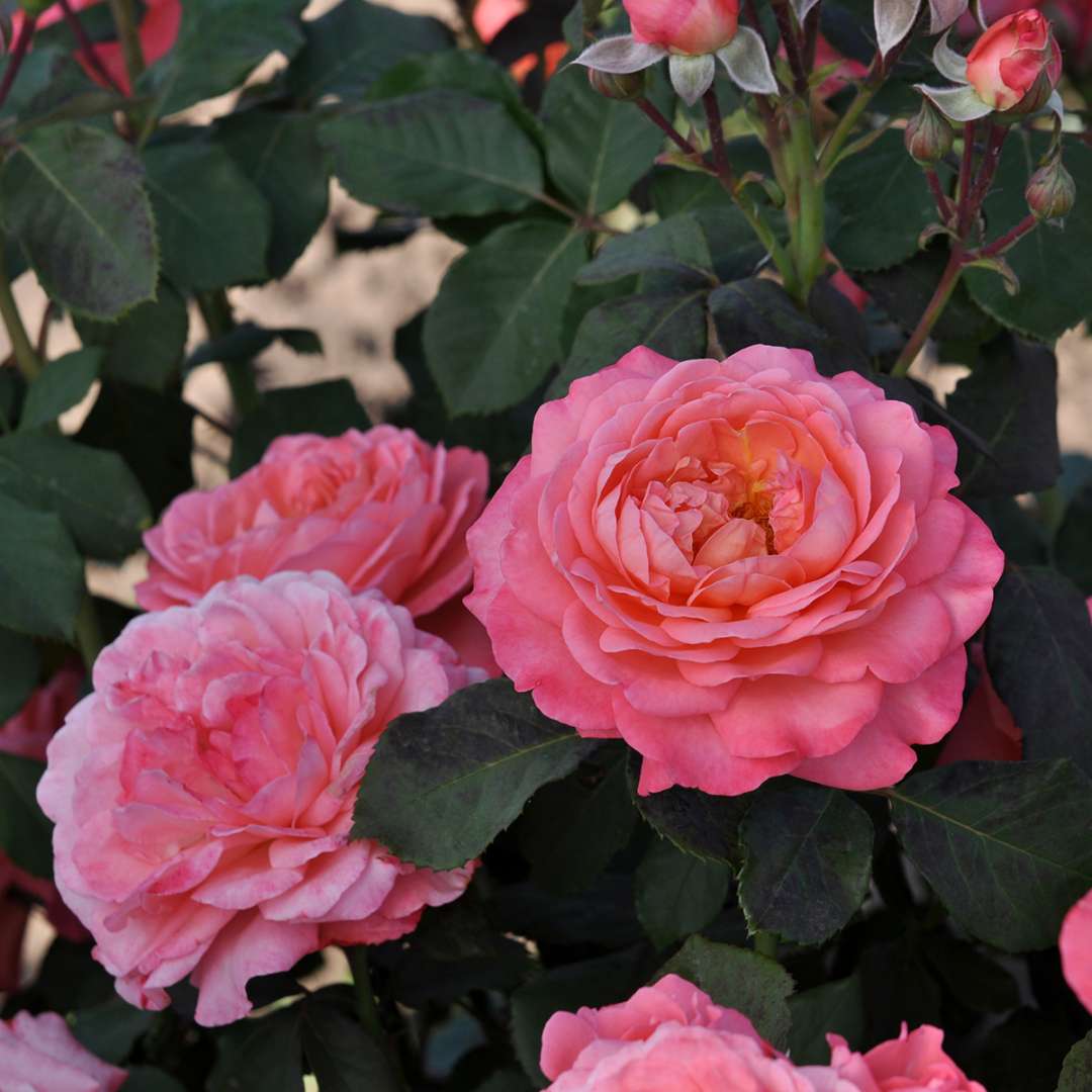 Three large, lush pink flowers on Reminiscent Coral rose.