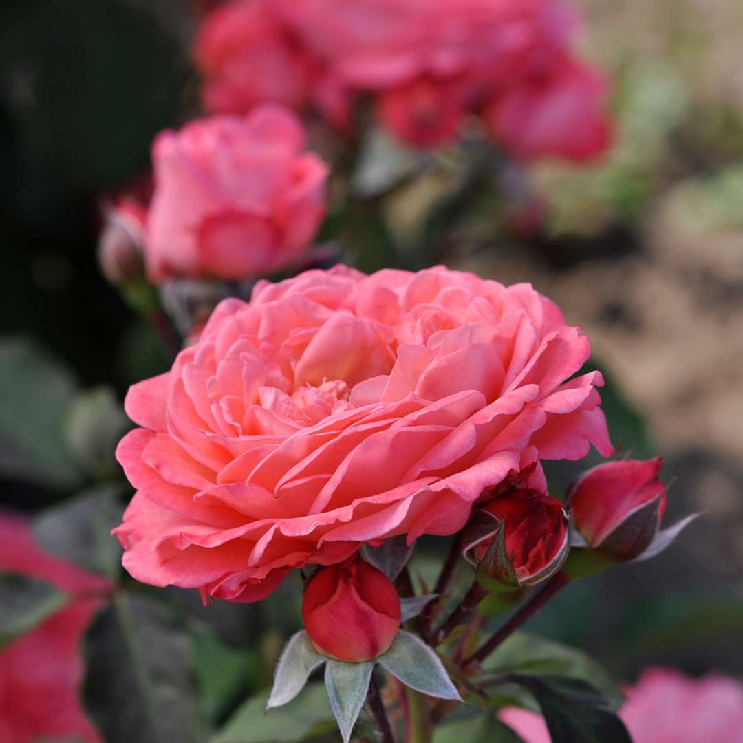 An exquisite example of the flowers of Reminiscent Coral rose, showing their rich color and high petal count. 