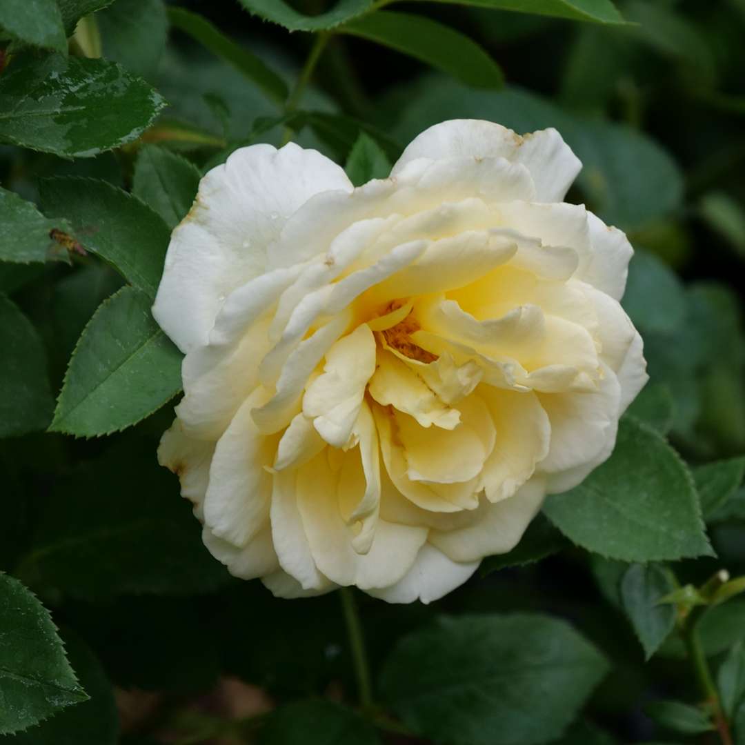 A single bloom of Reminiscent Crema rose showing its high petal count. 