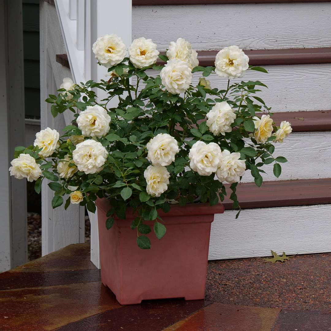 Reminiscent Crema rose growing in a container near a set of steps. 