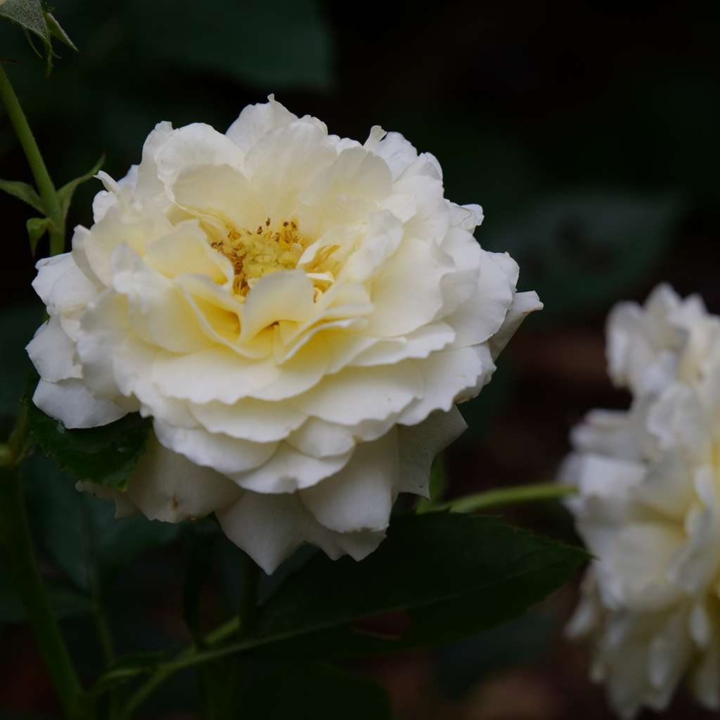 Reminiscent Crema rose has a yellow center and white surrounding petals. 