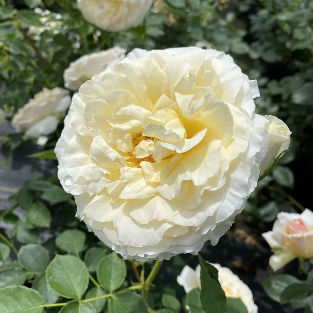 Closeup of a single flower of Reminiscent Crema rose showing its yellow-white color and high petal count. 