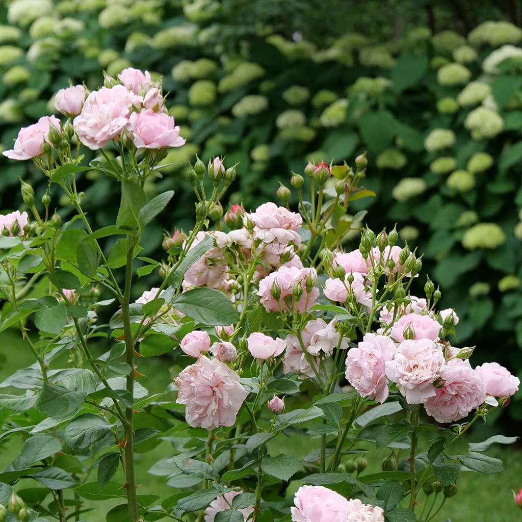 Reminiscent Pink rose growing in a garden covered in flowers. 