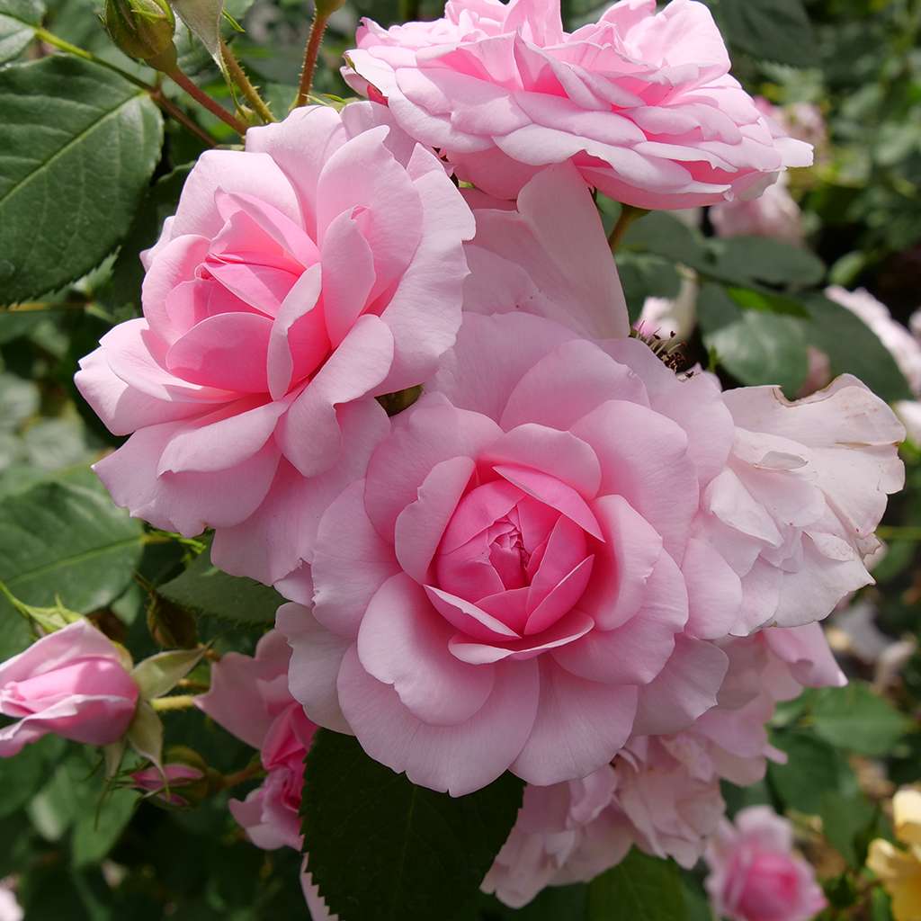 Reminiscent Pink rose has flowers with deep pink centers and lighter pink outer petals. 