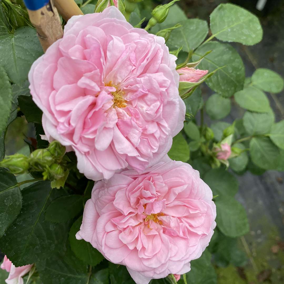 Two full, lush blooms of Reminiscent Pink rose.