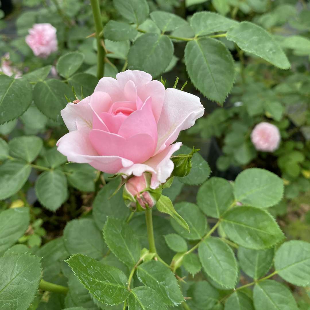 A closeup of the buds of Reminiscent Pink rose.