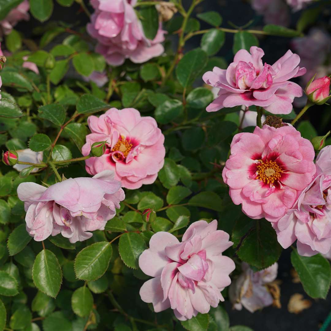 The blooms of Ringo Double Pink rose fade to pale pink. 