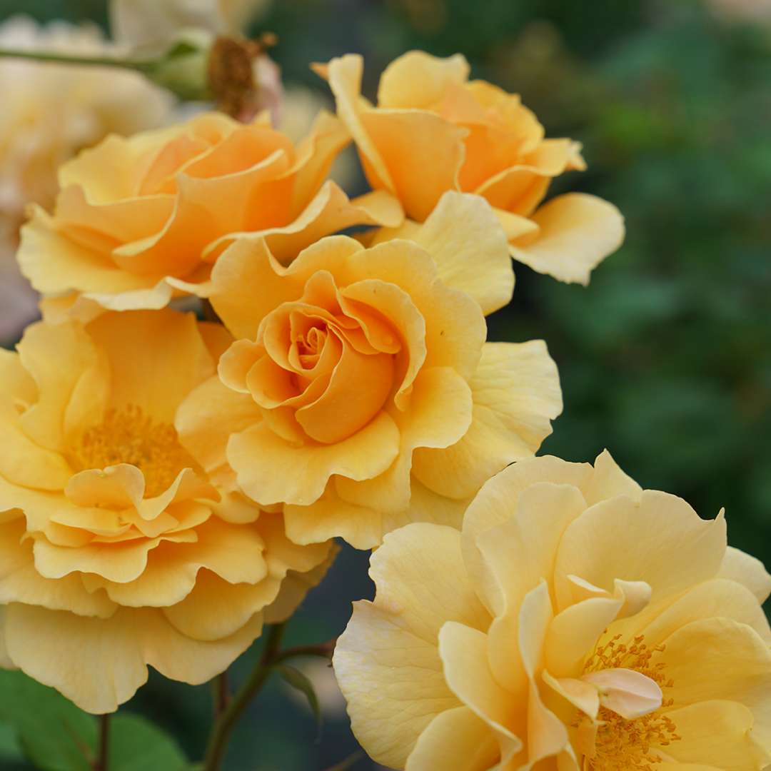 Rise Up Amberness rose with several golden-amber blooms.