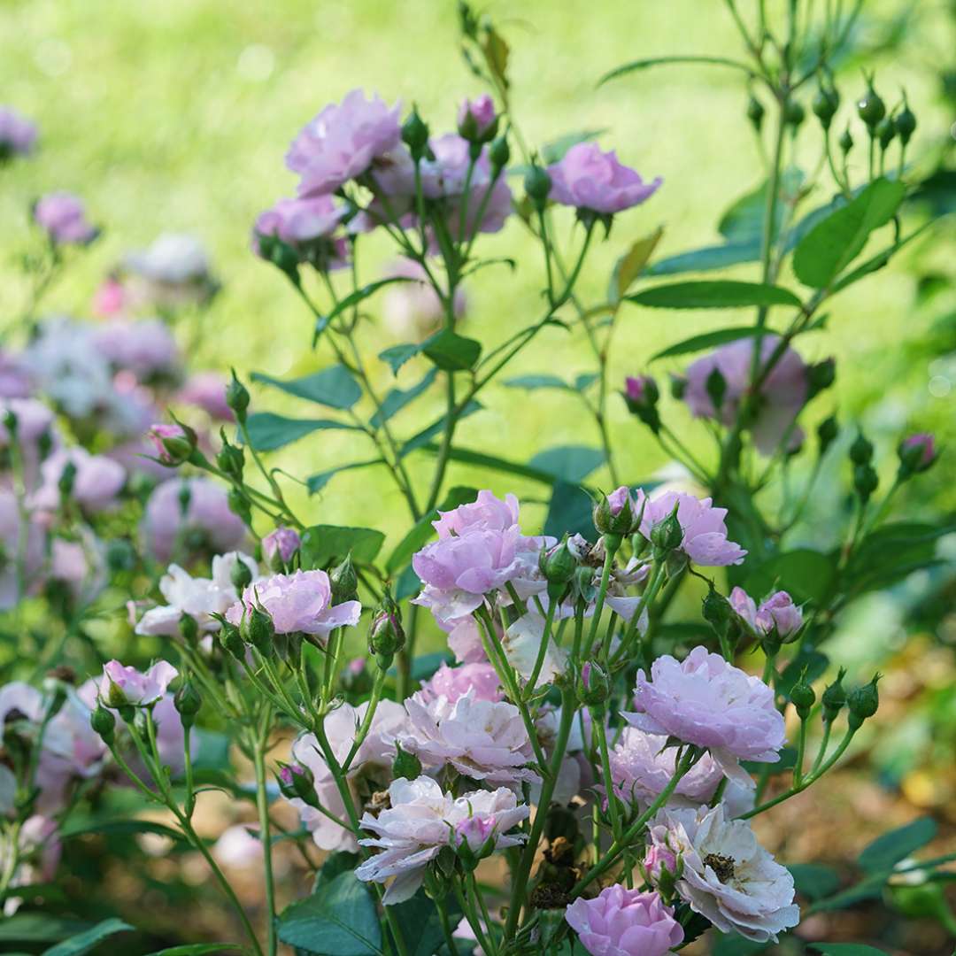 Rise Up Lilac Days rose blooming in a sunny garden against a green lawn. 
