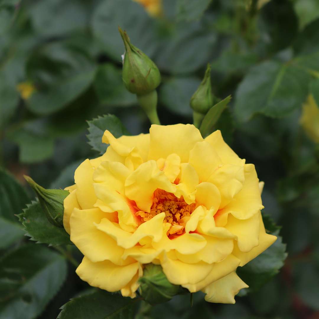 A flower of Rise Up Ringo rose showing its yellow and red coloration.