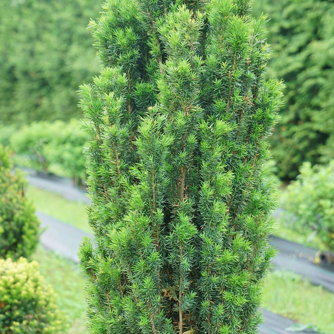 Stonehenge Skinny yew is a narrow columnar selection