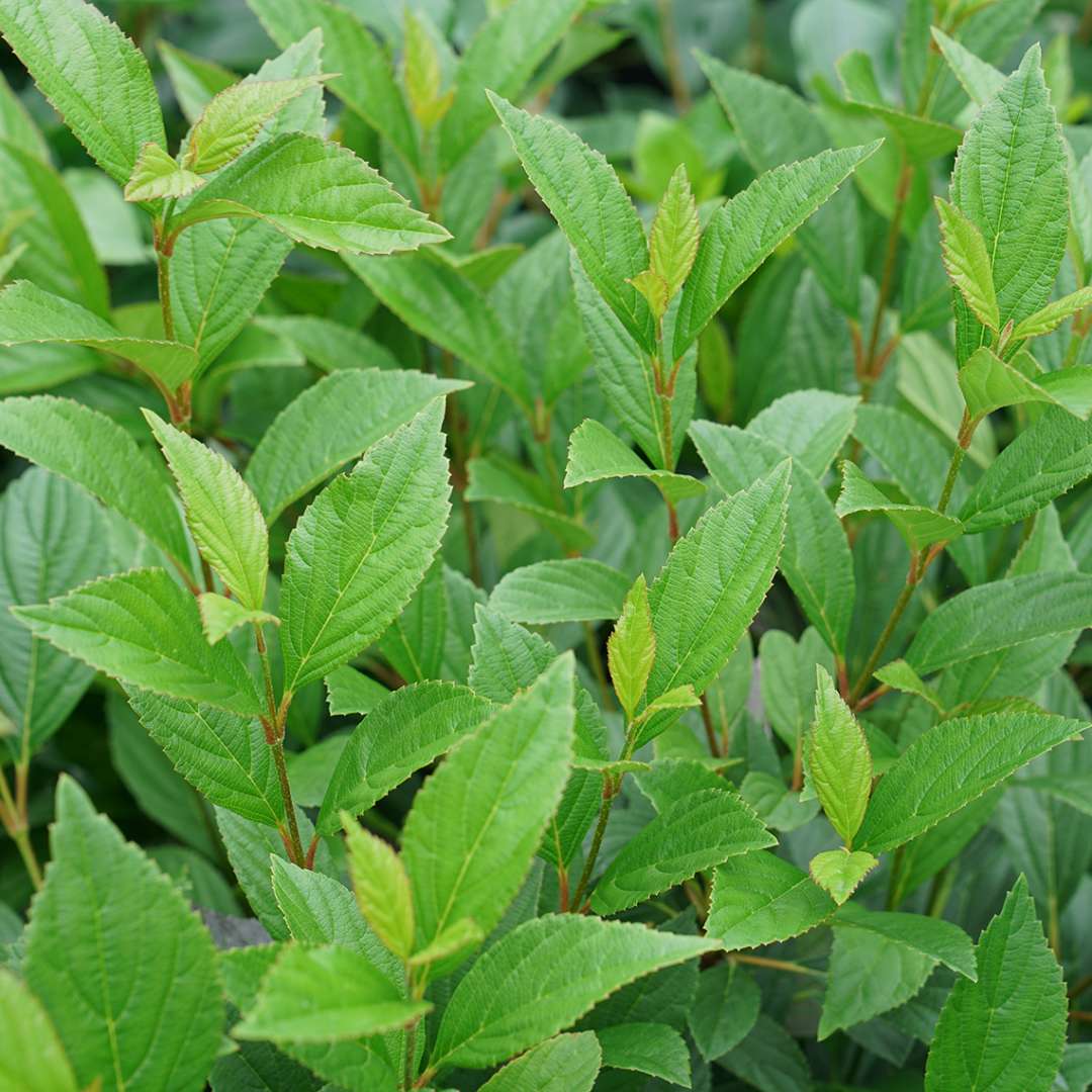 Glossy green foliage gives Sweet Talker viburnum great appeal in the landscape