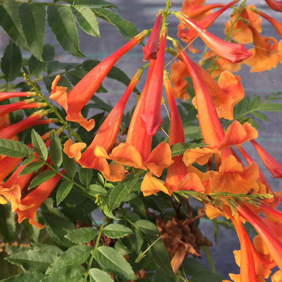 Close up of Chicket Orange Tecoma's bright orange trumpet shaped flowers.