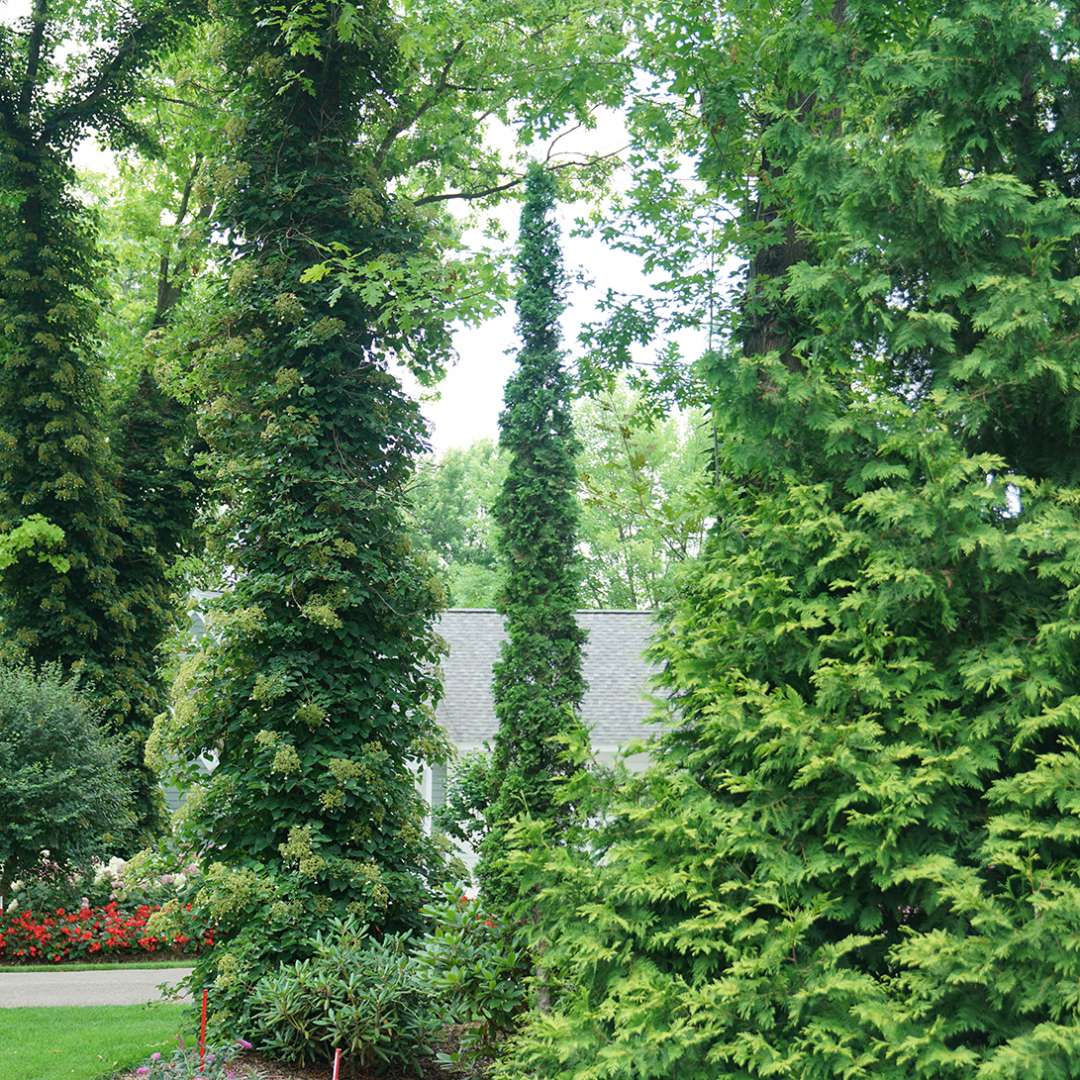 Sting arborvitae is an evergreen that naturally grows as a narrow column.