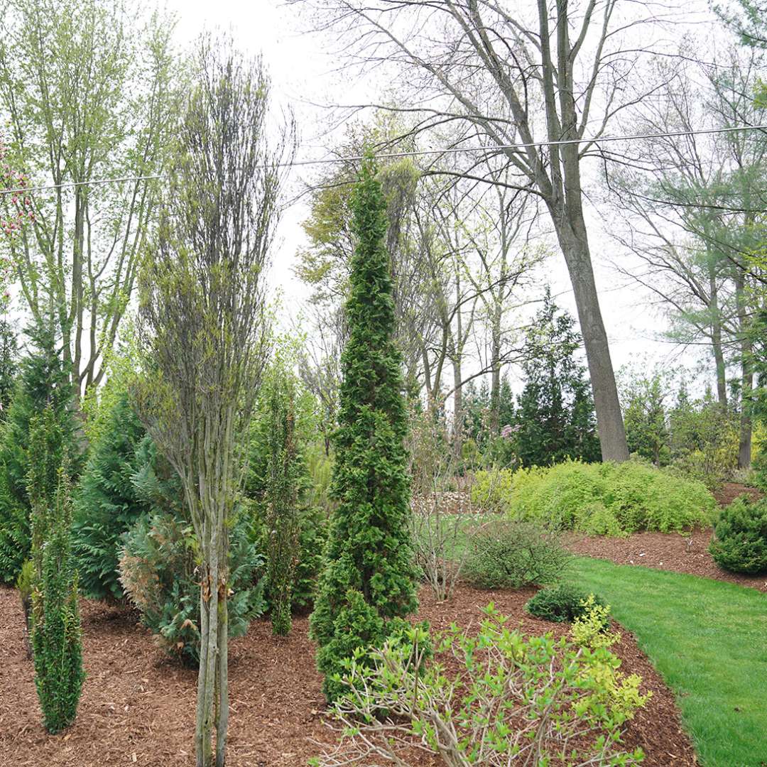 Sting arborvitae stands out in the winter landscape thanks to its evergreen nature and narrow habit.