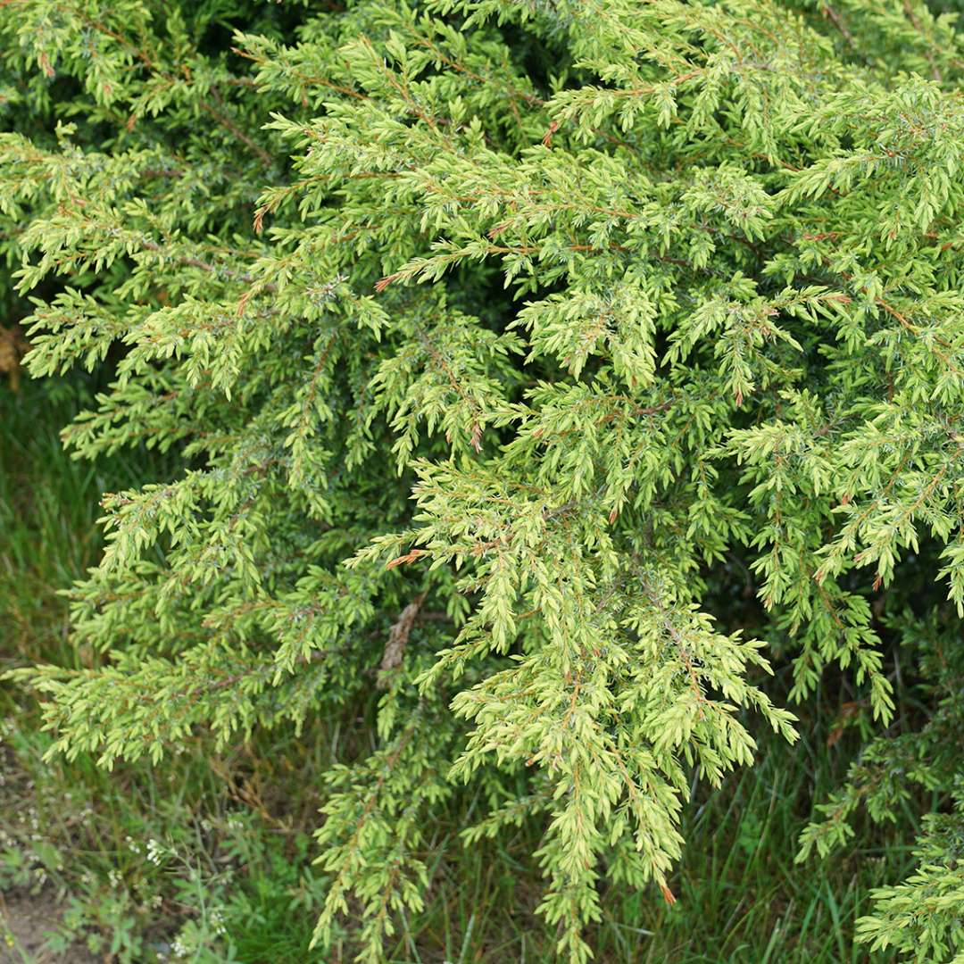 The needle like foliage of juniperus communis