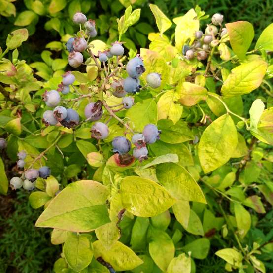 Sky Dew Gold ornamental blueberry has colorful golden foliage during the growing season. 
